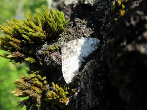 Réf. 181 310 : Lobophora halterata